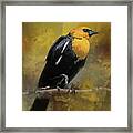 Yellow-headed Blackbird Framed Print