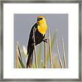 Yellow Headed Blackbird Framed Print