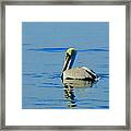 Yellow Headed Pelican Framed Print