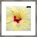 Yellow Red Hibiscus 1 Framed Print