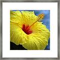 Yellow Hibiscus Framed Print