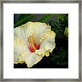 Yellow Hibiscus Framed Print