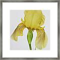 Yellow Iris A Symbol Of Passion Framed Print