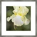 Yellow Iris Portrait Framed Print