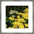 Yellow Is For Spring Framed Print