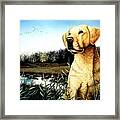 Yellow Lab Portrait Framed Print