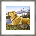 Yellow Lab With Decoy Framed Print