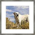 Yellow Labrador Retriever Framed Print