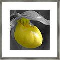 Yellow Lady Slipper Partial Framed Print