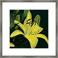 Yellow Lilly Framed Print