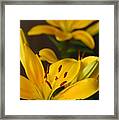Yellow Lily Mirror Framed Print