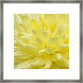 Yellow Mum Framed Print