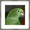 Yellow Naped Amazon Parrot Framed Print
