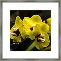 Yellow Orchids Framed Print