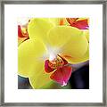 Yellow Phalaenopsis Orchids Framed Print