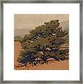 Yellow Pine Framed Print