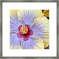 Yellow Purple Hibiscus 3 Framed Print