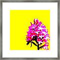 Yellow Pyramid Orchid Framed Print
