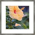 Yellow Red Hibiscus Profile Framed Print