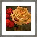 Yellow Rose And Chinese Lanterns Framed Print