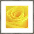 Yellow Rose Framed Print