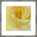 Yellow Rose Chiffon Framed Print