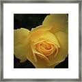 Yellow Rose Garden Two Framed Print