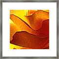 Yellow Rose In The Sun Framed Print