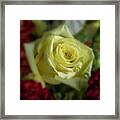 Yellow Rose Of Texas Framed Print