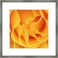 Yellow Rose Of Texas Framed Print