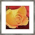Yellow Rose On Red Framed Print