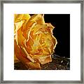 Yellow Rose Framed Print
