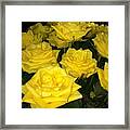 Yellow Roses Framed Print