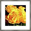 Yellow Roses Framed Print