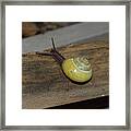 Yellow Snail Framed Print