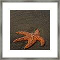 Orange Starfish On Oregon Beach Framed Print
