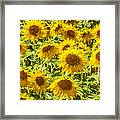 Yellow Sunflowers Framed Print