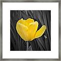 Yellow Tulip Framed Print