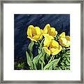 Yellow Tulips Framed Print