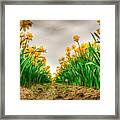 Daffodil Row Framed Print