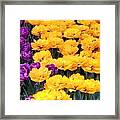 Yellow Violets Framed Print