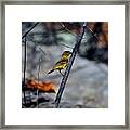 Yellow Warbler 2 Framed Print