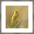 Yellow Warbler Song Framed Print