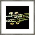 Yellow Water Lilies Framed Print
