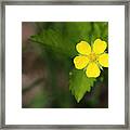 Yellow Wildflower Framed Print