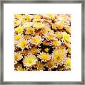 Yellow With A Touch Of Pink Framed Print