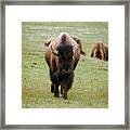 Yellowstone Bison Framed Print