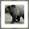 Yellowstone Grizzly Mid-stride Framed Print