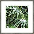 Yes Snow In Florida Framed Print