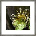 Yesterday's Bloom - 1 - Clematis Framed Print